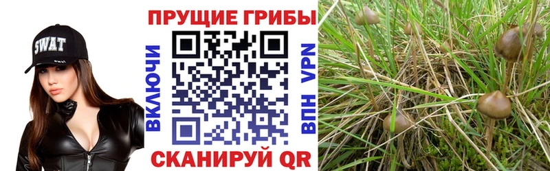 Галлюциногенные грибы MAGIC MUSHROOMS Бугуруслан